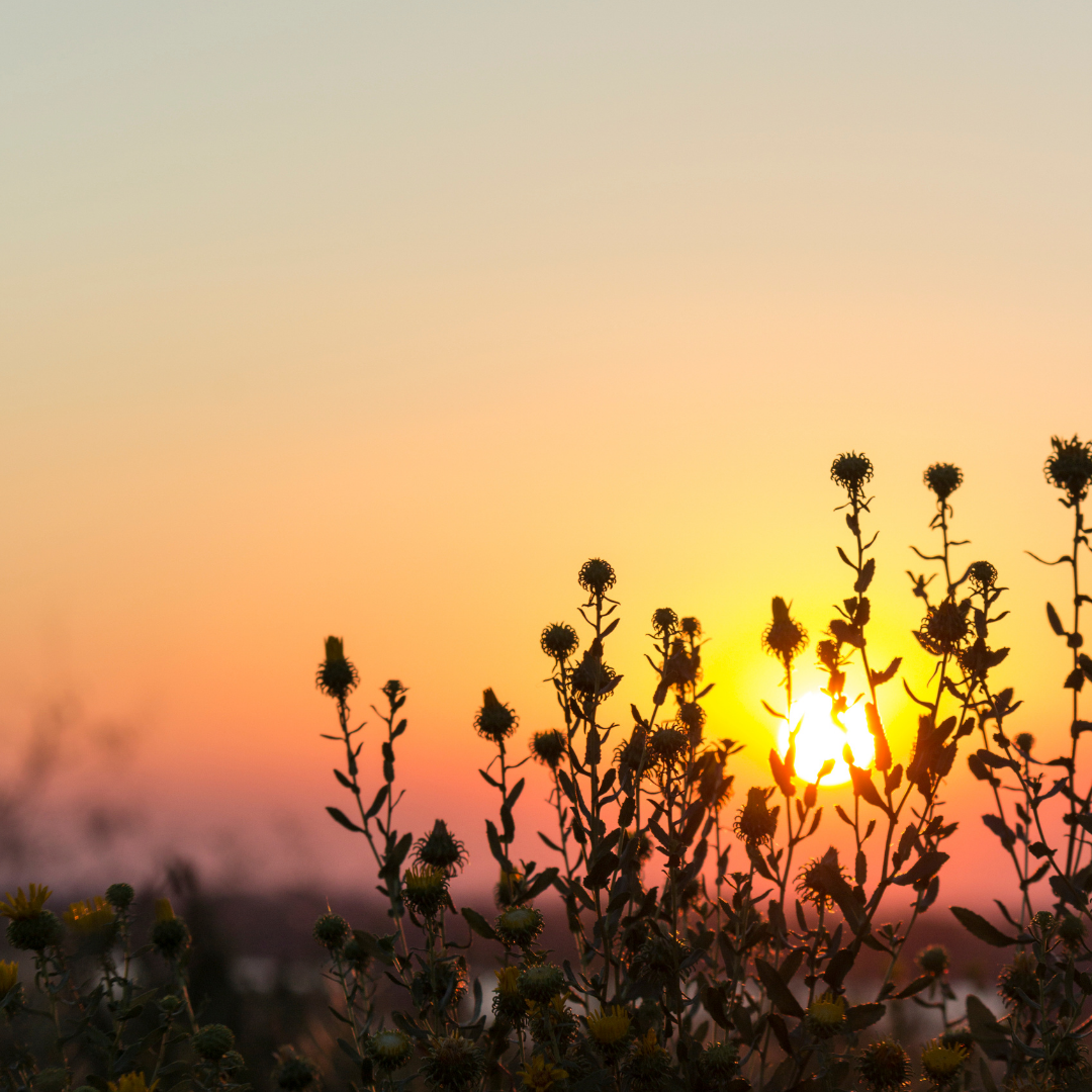 Individual Therapy in Johannesburg